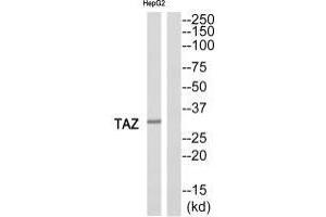 Western blot analysis of extracts from HepG2 cells, using TAZ antibody. (TAZ 抗体)