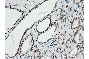 Image no. 9 for anti-Zinc Finger and SCAN Domain Containing 18 (ZSCAN18) antibody (ABIN1501858)