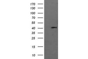 Image no. 1 for anti-Mitogen-Activated Protein Kinase 13 (MAPK13) antibody (ABIN1499957) (MAPK13 抗体)