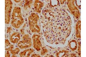 IHC image of ABIN7159929 diluted at 1:200 and staining in paraffin-embedded human kidney tissue performed on a Leica BondTM system. (MSRA 抗体  (AA 24-235))