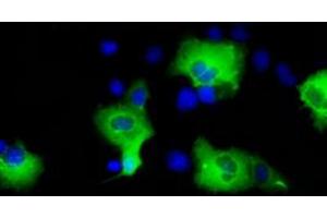 Image no. 3 for anti-SHC (Src Homology 2 Domain Containing) Transforming Protein 1 (SHC1) antibody (ABIN1499995) (SHC1 抗体)