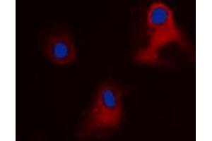 Immunofluorescent analysis of EIF3L staining in HEK293 cells. (EIF3L 抗体  (N-Term))