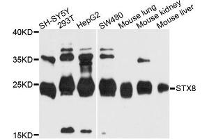 Western blot analysis of extracts of various cells, using STX8 antibody. (STX8 抗体)