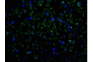 Immunofluorescence staining of THP-1 cells with ABIN7147154 at 1:100, counter-stained with DAPI.