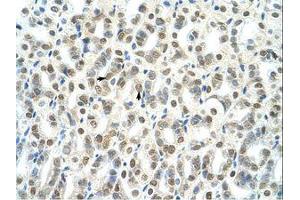 Image no. 1 for anti-TSC22 Domain Family, Member 4 (TSC22D4) (AA 23-72) antibody (ABIN203404) (TSC22D4 抗体  (AA 23-72))