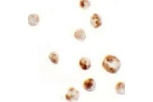 Immunohistochemistry (IHC) image for anti-Actin Filament Associated Protein 1-Like 1 (AFAP1L1) (N-Term) antibody (ABIN1031218) (AFAP1L1 抗体  (N-Term))