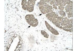 Image no. 3 for anti-Mortality Factor 4 Like 1 (MORF4L1) (AA 251-295) antibody (ABIN202346) (MORF4L1 抗体  (AA 251-295))