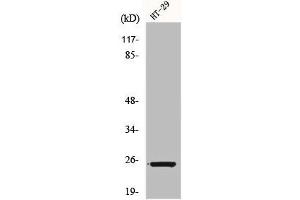 Western Blot analysis of HT29 cells using Connexin 25 Polyclonal Antibody (GJB7 抗体  (Internal Region))