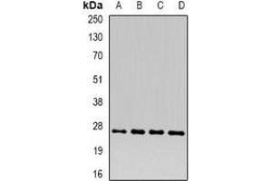 Western blot analysis of CD66d expression in A549 (A), HT29 (B), mouse liver (C), mouse testis (D) whole cell lysates. (CEACAM3 抗体)