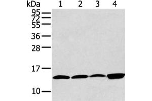 Gel: 12 % SDS-PAGE, Lysate: 40 μg, Lane 1-4: Hela, 293T, PC3 and TM4 cell, Primary antibody: ABIN7190290(CLDND2 Antibody) at dilution 1/400 dilution, Secondary antibody: Goat anti rabbit IgG at 1/8000 dilution, Exposure time: 30 seconds (CLDND2 抗体)
