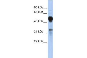 WB Suggested Anti-MVK Antibody Titration: 0. (MVK 抗体  (Middle Region))
