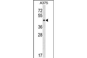 Western blot analysis in A375 cell line lysates (35ug/lane). (SUGT1 抗体  (C-Term))
