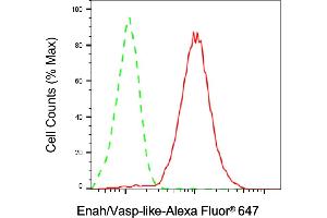 Flow cytometric analysis of Enah/Vasp-like expression in HAP-1 cells using Enah/Vasp-like antibody (ABIN7798437), 1:2,000). (Recombinant EVL 抗体)