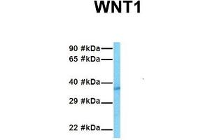 Host:  Rabbit  Target Name:  WNT1  Sample Tissue:  Human HepG2  Antibody Dilution:  1. (WNT1 抗体  (Middle Region))