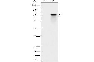 Western blot analysis of Phospho-Nucleolin (T84) expression in (1) K562 cell lysate, (2) K562 cell treated with Calyculin A lysate.