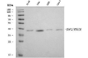 Western blot analysis of RING2/RING1B/RNF2 using anti-RING2/RING1B/RNF2 antibody (ABIN7599286).