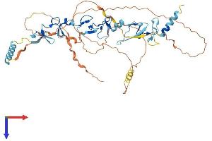 TRIP6 Protein (AA 1-476) (His tag)