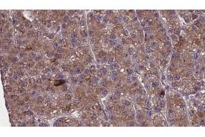 Immunohistochemistry (IHC) image for anti-Olfactory Receptor, Family 2, Subfamily M, Member 4 (OR2M4) antibody (ABIN6259529)