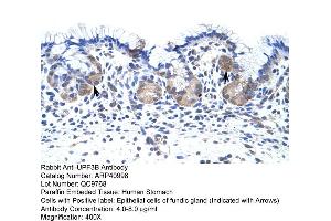 Rabbit Anti-UPF3B Antibody  Paraffin Embedded Tissue: Human Stomach Cellular Data: Epithelial cells of fundic gland Antibody Concentration: 4. (UPF3B 抗体  (N-Term))