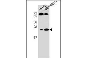 RHOJ Antibody (Center) (ABIN655708 and ABIN2845159) western blot analysis in HepG2,MDA-M cell line lysates (35 μg/lane). (RHOJ 抗体  (AA 131-159))