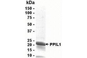 Western Blotting (WB) image for Peptidylprolyl Isomerase (Cyclophilin)-Like 1 (PPIL1) (AA 1-166) protein (ABIN2468983) (PPIL1 Protein (AA 1-166))
