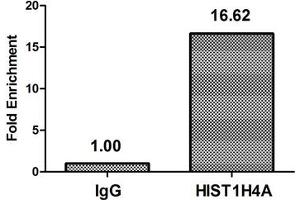 Chromatin Immunoprecipitation Hela (10 6 , treated with 30 mM sodium butyrate for 4h) were treated with Micrococcal Nuclease, sonicated, and immunoprecipitated with 5 μg anti-HIST1H4A (ABIN7139176) or a control normal rabbit IgG. (HIST1H4A 抗体  (acLys31))
