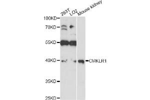 Western blot analysis of extracts of various cell lines, using CMKLR1 antibody (ABIN6291865) at 1:1000 dilution. (CMKLR1 抗体)