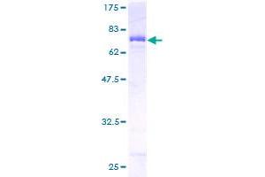 FH Protein (AA 33-510) (GST tag)