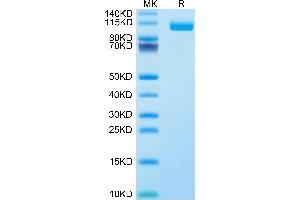 SDS-PAGE (SDS) image for Sialic Acid Binding Ig-Like Lectin 10 (SIGLEC10) (AA 17-546) protein (Fc-Avi Tag,Biotin) (ABIN7275612)