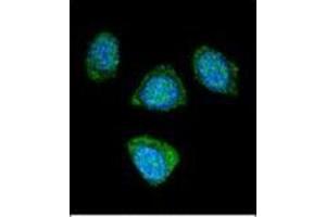 Confocal immunofluorescent analysis of PDE3B Antibody (Center) Cat. (PDE3B 抗体  (Middle Region))