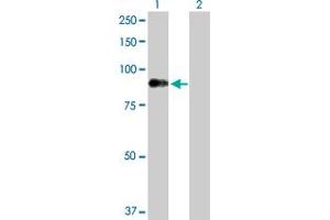 Western Blot analysis of DMPK expression in transfected 293T cell line by DMPK MaxPab polyclonal antibody. (DMPK 抗体  (AA 1-629))