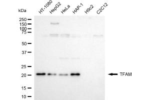 Western blotting analysis using TFAM antibody (ABIN7800590).