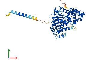 Protein Structure (PS) image for Carbohydrate (N-Acetylglucosamine 6-O) Sulfotransferase 4 (CHST4) (AA 1-386) protein (His tag) (ABIN7553374)