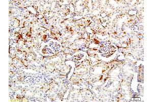 Formalin-fixed and paraffin embedded rat kidney labeled with Rabbit Anti APOA2 Polyclonal Antibody, Unconjugated (ABIN708686) at 1:200 followed by conjugation to the secondary antibody and DAB staining (APOA2 抗体  (AA 24-100))