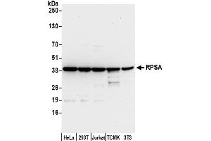 Western Blotting (WB) image for anti-Ribosomal Protein SA (RPSA) (AA 1-50) antibody (ABIN7450692)