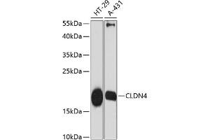 Western blot analysis of extracts of various cell lines, using CLDN4 antibody (ABIN6133648, ABIN6138690, ABIN6138691 and ABIN6216719) at 1:3000 dilution. (Claudin 4 抗体  (C-Term))