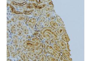 ABIN6272995 at 1/100 staining Mouse kidney tissue by IHC-P. (PPIB 抗体  (C-Term))
