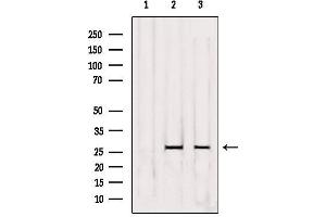 Western blot analysis of extracts from various samples, using OR5D3 Antibody. (OR5D3P 抗体)