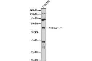 Western blot analysis of extracts of U-87MG cells, using R1 antibody (ABIN3023489, ABIN3023490, ABIN3023491 and ABIN6220077) at 1:1000 dilution. (ADCYAP1R1 抗体)