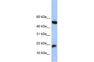 Western Blotting (WB) image for anti-Hypothetical Protein LOC285033 (LOC285033) antibody (ABIN2459764) (LOC285033 抗体)