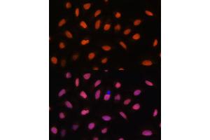 Immunofluorescence analysis of U-2 OS cells using Histone H2AFV antibody (ABIN7267555) at dilution of 1:100. (H2AFV 抗体  (AA 1-128))