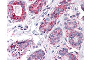 Anti-ENTPD2 antibody IHC of human breast. (ENTPD2 抗体  (Internal Region))