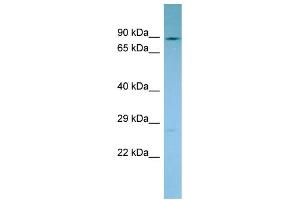 Host: Rabbit Target Name: NADSYN1 Sample Type: PANC1 Whole Cell lysates Antibody Dilution: 1. (NADSYN1 抗体  (C-Term))
