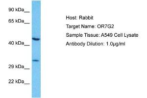Host: Rabbit Target Name: OR7G2 Sample Type: A549 Whole Cell lysates Antibody Dilution: 1. (OR7G2 抗体  (C-Term))