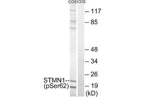 Western Blotting (WB) image for anti-Stathmin 1 (STMN1) (pSer62) antibody (ABIN1847572) (Stathmin 1 抗体  (pSer62))