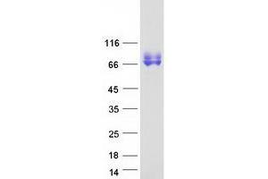 Western Blotting (WB) image for Scavenger Receptor Class B, Member 2 (SCARB2) protein (Myc-DYKDDDDK Tag) (ABIN2731448)