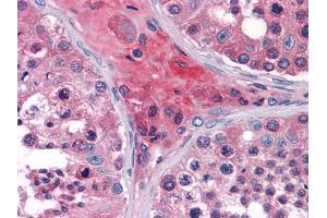 Immunohistochemical analysis of paraffin-embedded human Testis tissues using ApoO mouse mAb (APOO 抗体)