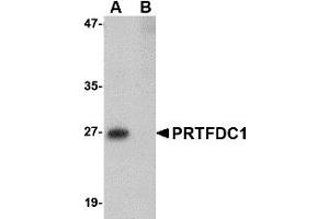 Western Blotting (WB) image for anti-phosphoribosyl Transferase Domain Containing 1 (PRTFDC1) (Middle Region) antibody (ABIN1031049) (PRTFDC1 抗体  (Middle Region))