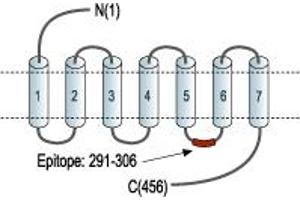 anti-Neuropeptide Y Receptor Y5 (NPY5R) (3rd Intracellular Loop), (AA 291-306) antibody