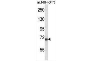 CD106 Antibody (Center) western blot analysis in mouse NIH-3T3 cell line lysates (35µg/lane).